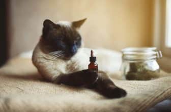 dosage cbd chat
