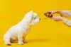 dosage cbd chien
