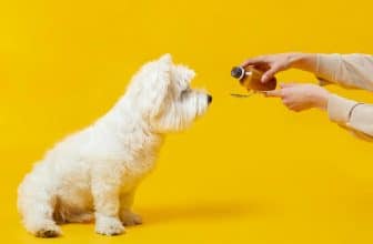 dosage cbd chien