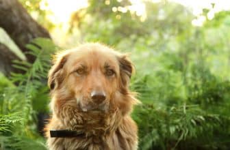 peut on donner cbd a un chien