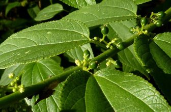 planta brasileira produz canabidiol sem-substancia psicoativa da cannabis