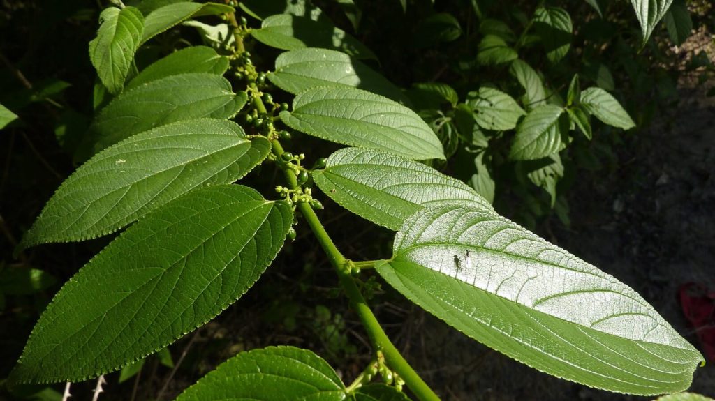 Trema micrantha blume