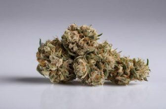 ¿Cómo se consumen las flores de CBD