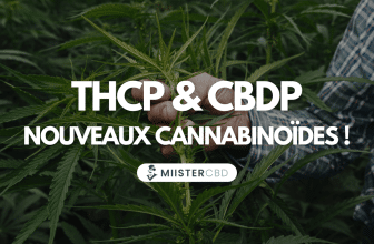 THCP & CBDP