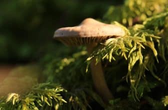 cbd-et-champignons-adaptogenes