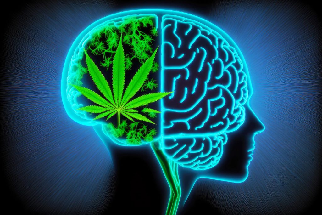 systeme-endocannabinoide-et-recepteurs