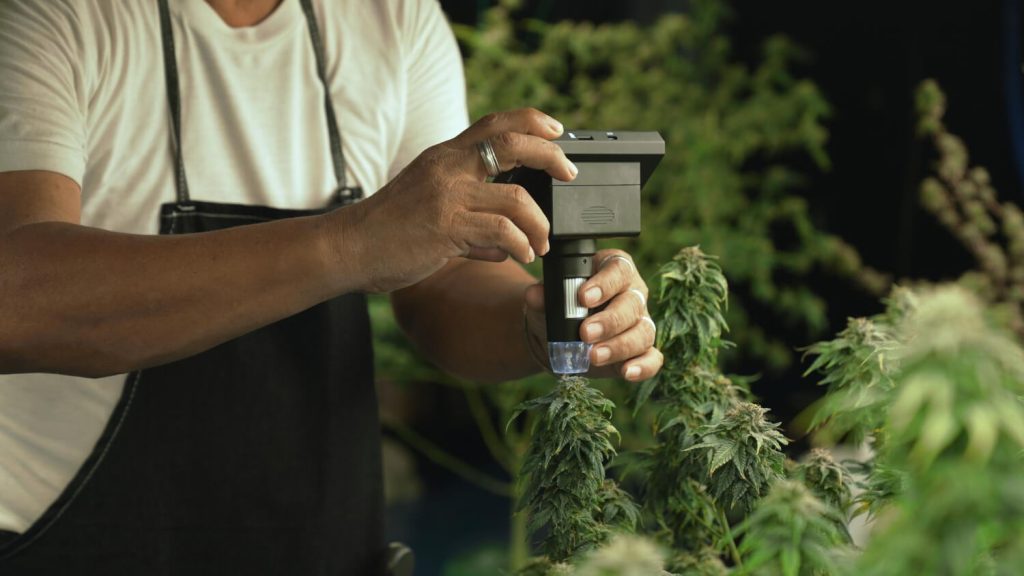 kit-pour-faire-pousser-du-cbd-legal