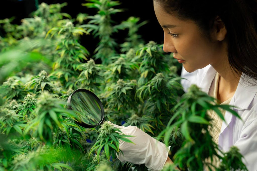 que-sont-les-cannabinoides