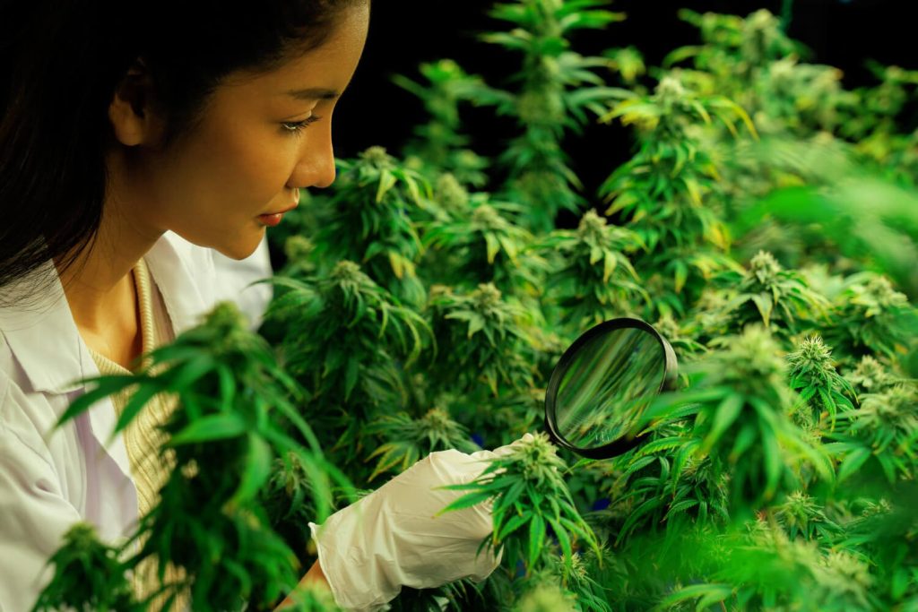 cannabinoides-de-synthese