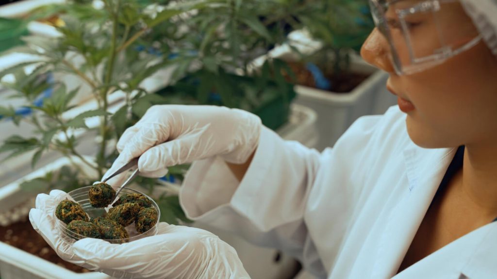 cbd-et-champignons-adaptogenes