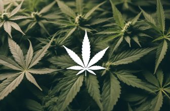 L’histoire du célèbre code des amateurs de cannabis - "420" et ses origines