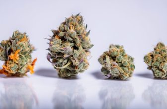 best-cbd-flower-strains