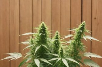 how-to-grow-cbd-seeds