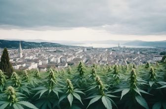 Le projet pilote de cannabis à Zurich : un autre pas vers une Suisse verte