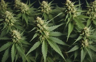Une décision inédite : un cultivateur de cannabis échappe au jugement en France
