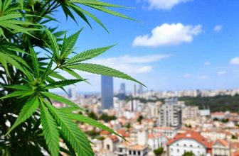 lage_La-expansin-del-CBD-en-Espaa-show-cannabis