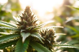what-is-delta-8-thc