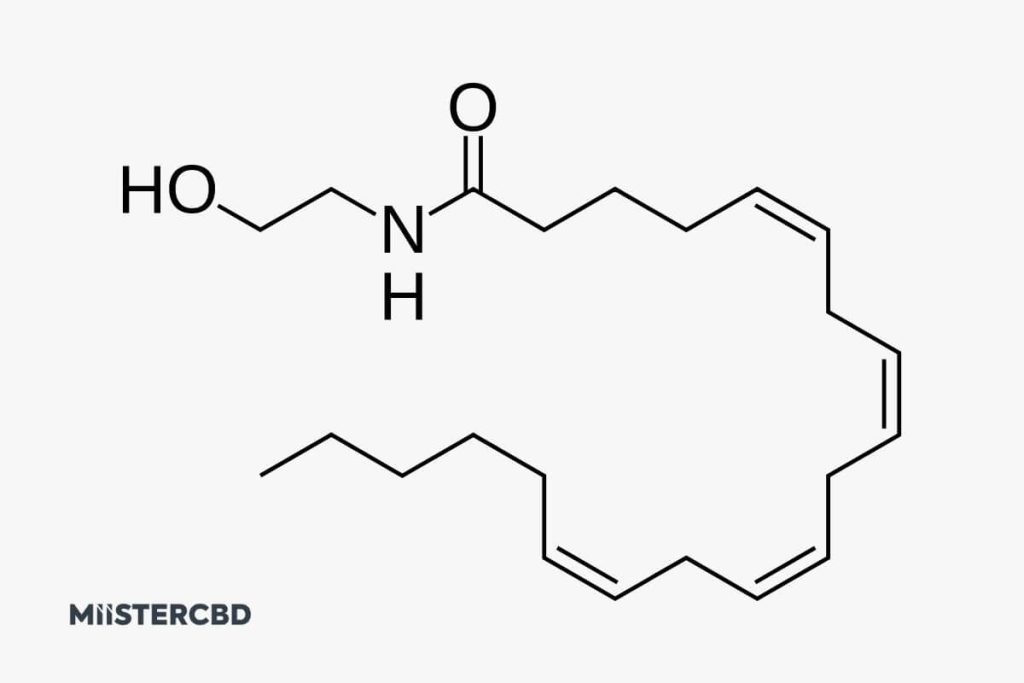 anandamide structure aea