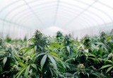 5 plantations de marijuana démantelées : des milliers de plants de cannabis et 210 000 € d’électricité détournés