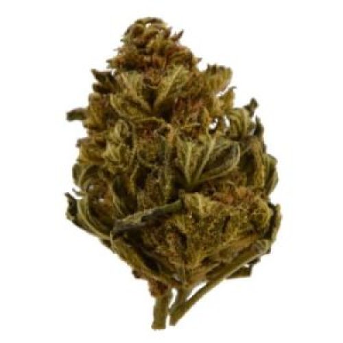 Meilleure fleur de CBD outdoor suisse : Blue Dream de The Swiss Hemp