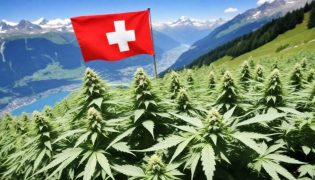 CBD Svizzera: Il CBD è legale in Svizzera? Dove si può comprare?