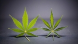 CBD y THC: ¿Qué son y cuáles son sus diferencias?