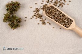 Comment consommer des graines de chanvre ?