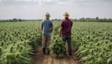 ¿Cómo obtener licencia para el cultivo de CBD en España? 