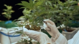 Être diplômé en cannabis : c’est désormais possible (mais aux Etats-Unis)