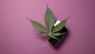Dropshipping de CBD en España: Todo lo que necesitas saber