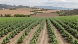 ¿Es legal cultivar CBD en España?