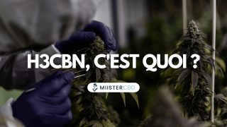 H3CBN : Tout savoir sur la version hydrogénée du Cannabinol