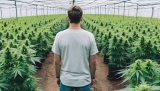Il pensait faire fortune avec le cannabis et rembourser ses dettes