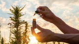 Ist es gefährlich, CBD-Öl einzunehmen? 