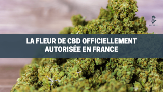 La vente de fleurs de CBD et de feuilles est officiellement autorisée en France !