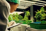 Une institution affiliée au ministère portugais de la défense se lance dans la production de cannabis médical