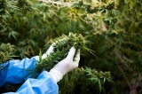 Un projet italien de référendum pour la légalisation du cannabis recueille 20 000 signatures en une semaine