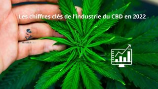 Les chiffres clés de l’industrie du CBD en 2025