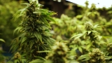 Les trafiquants de cannabis marocains boycottent Israël en raison du conflit en Palestine