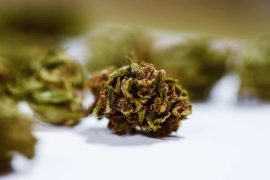 Where to buy the best HHC flowers in 2025?