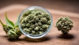 Qual è la migliore varietà di erba legale? Top 10 fiori di CBD