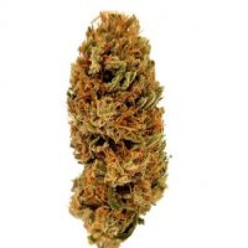 Avis sur la fleur Orange Bud