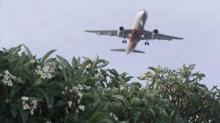 Et si le chanvre révolutionnait l’aviation ? Ce défi fou pourrait voir le jour