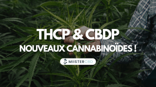 THCP and CBDP: are they the cannabinoids of the (near) future?