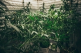 Un quadragénaire français à la tête d’une ferme andalouse de cannabis