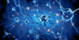 Bien comprendre le système endocannabinoïde et ses récepteurs