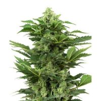 afghan-pearl-cbd-automatic-xl afghan-pearl-cbd-automatic-xl