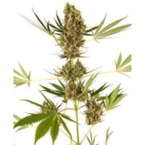 Alpine Delight CBD auto (Sensi Seeds)