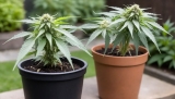Are CBD And CBDa The Same?