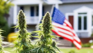 Are CBD Plants Legal To Grow In the US?